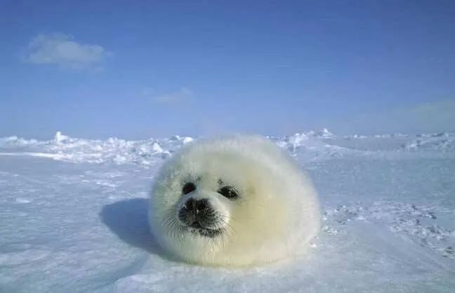 这届年轻人有多清醒,这届年轻人怎么爱上吸熊猫的