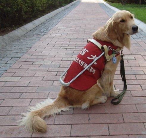 导盲犬是世界上最乖的犬吗,唯一能当导盲犬的狗