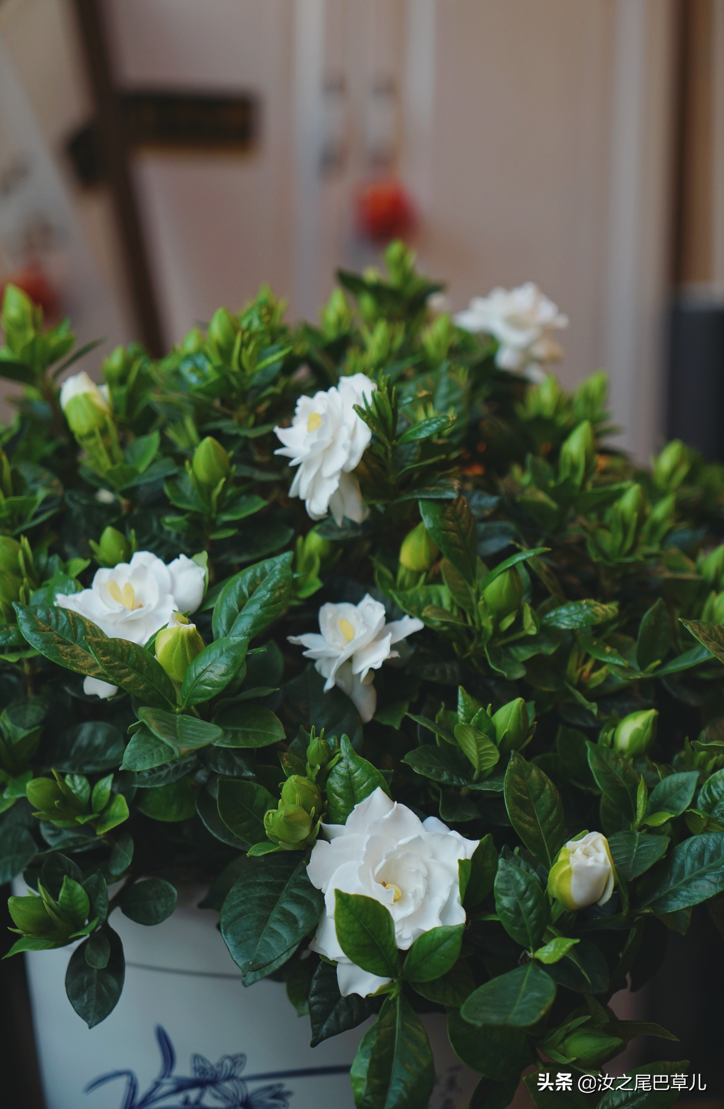 栀子花有腻虫的小窍门,栀子花怎么除虫加营养