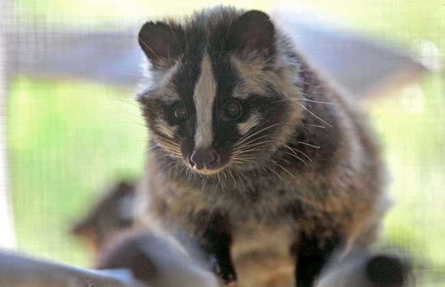 远离野生味的野味,不要吃动物