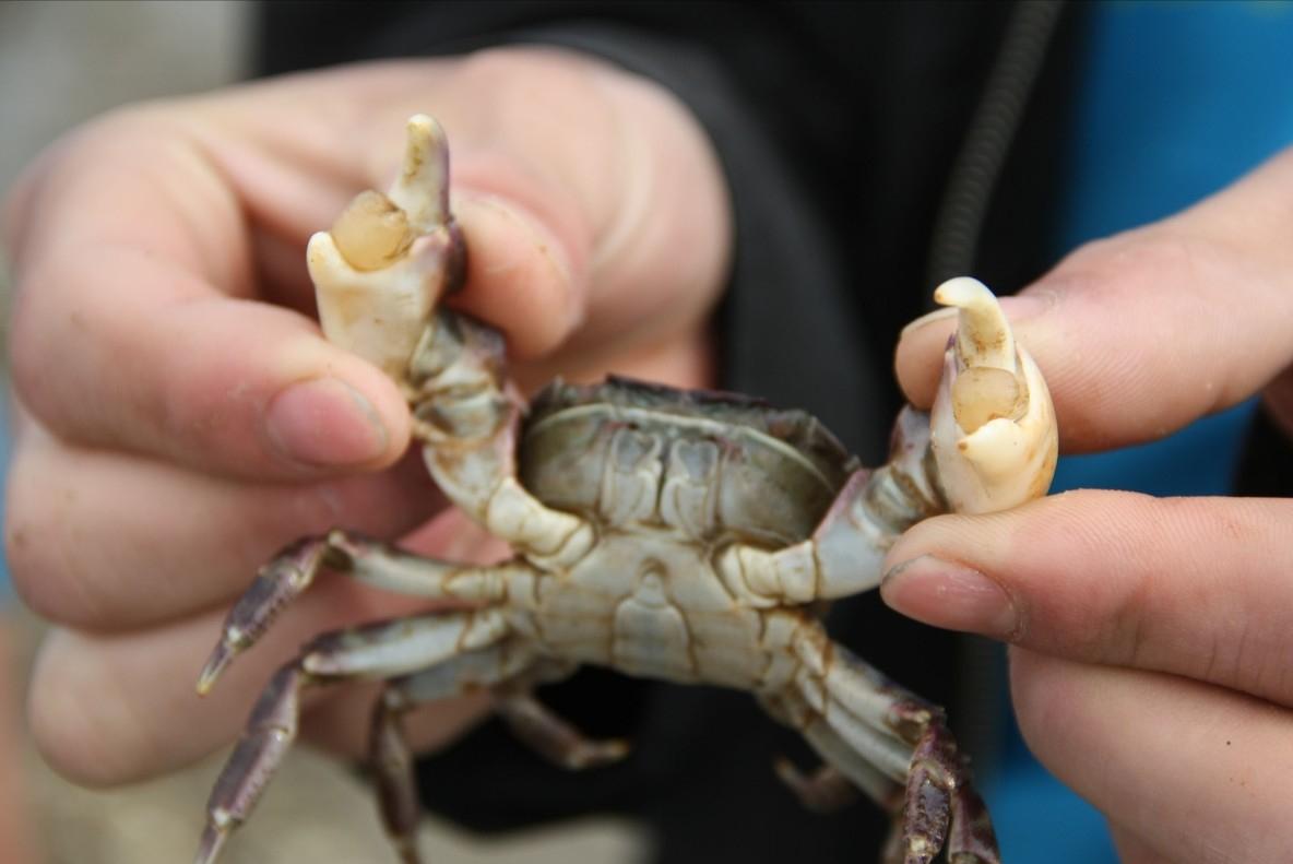 青岛看海赶海攻略,青岛夏天免费赶海圣地