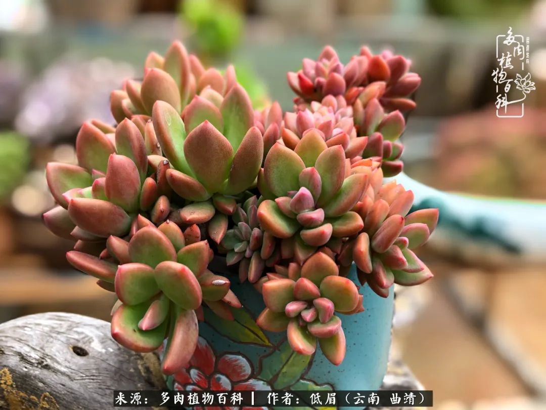 多肉怎么养度夏,多肉怎么养之度夏篇