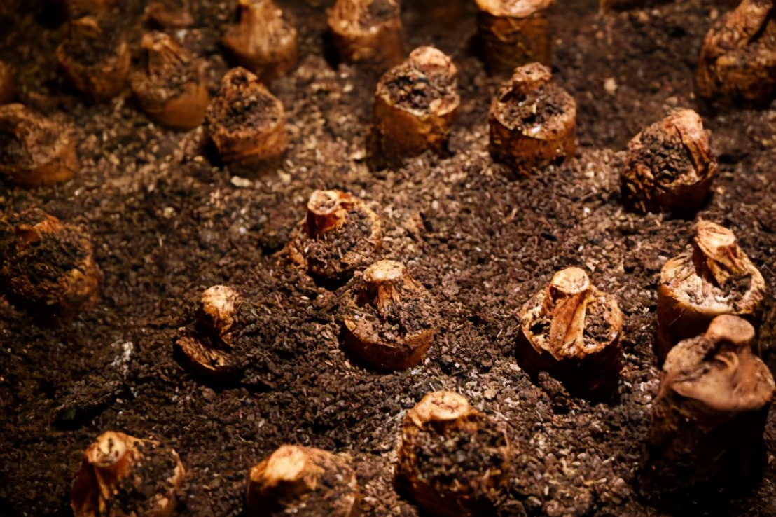 养藏有道一半酒——酒类的贮藏与养护