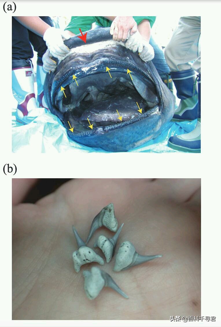 即将灭绝的五头鲨巨口鲨,趣科普最危险的鲨鱼远洋白鳍鲨
