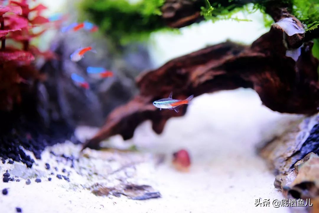 树脂材质的假山怎么样,树脂做假山造型视频