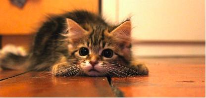 猫粮选款指南,猫粮怎么选购视频