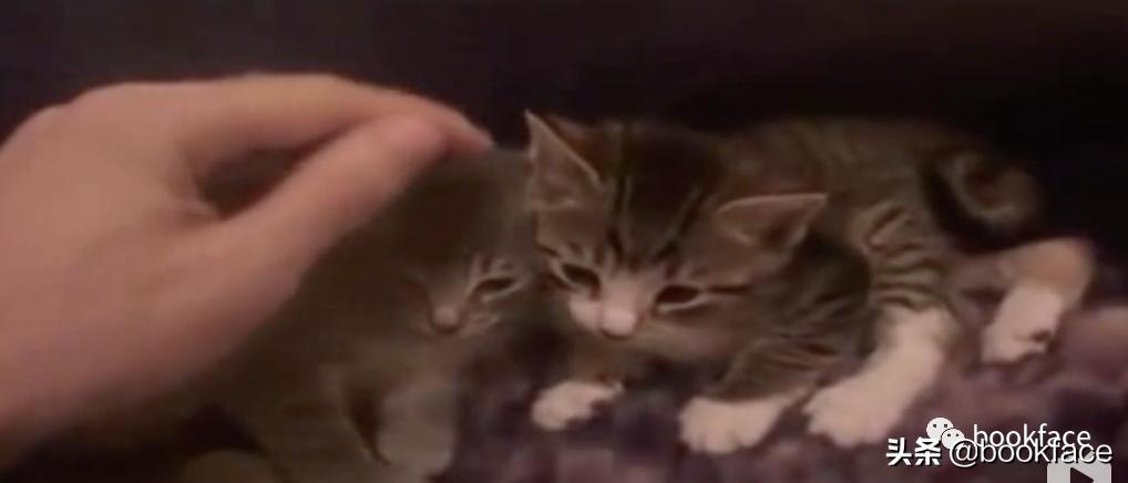 铏愮尗浜嬩欢铏愮尗鐙傞瓟,鐩樼偣铏愮尗琛屼负