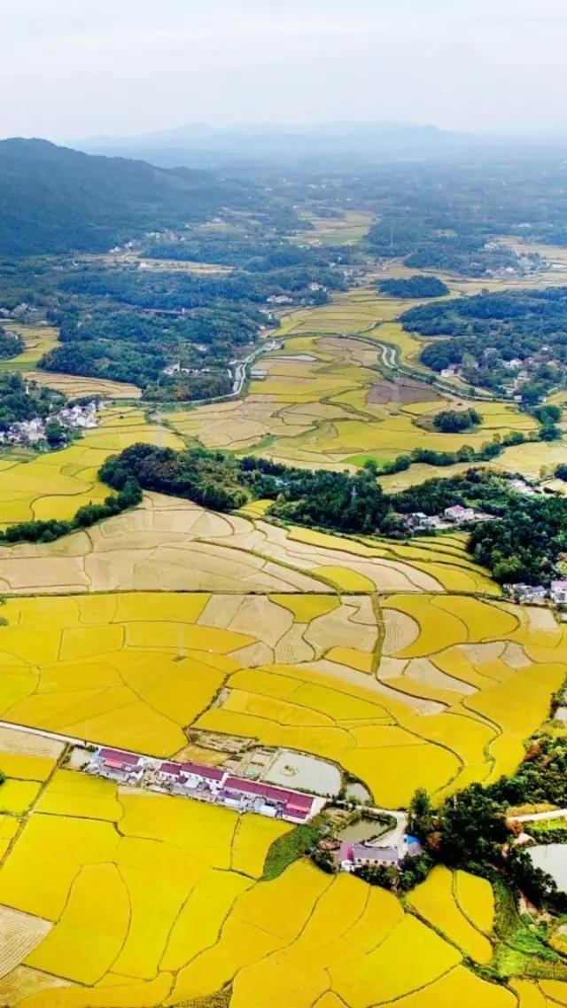 六安瓜片是绿茶当中最好的吗,六安瓜片特级高端手工绿茶250g