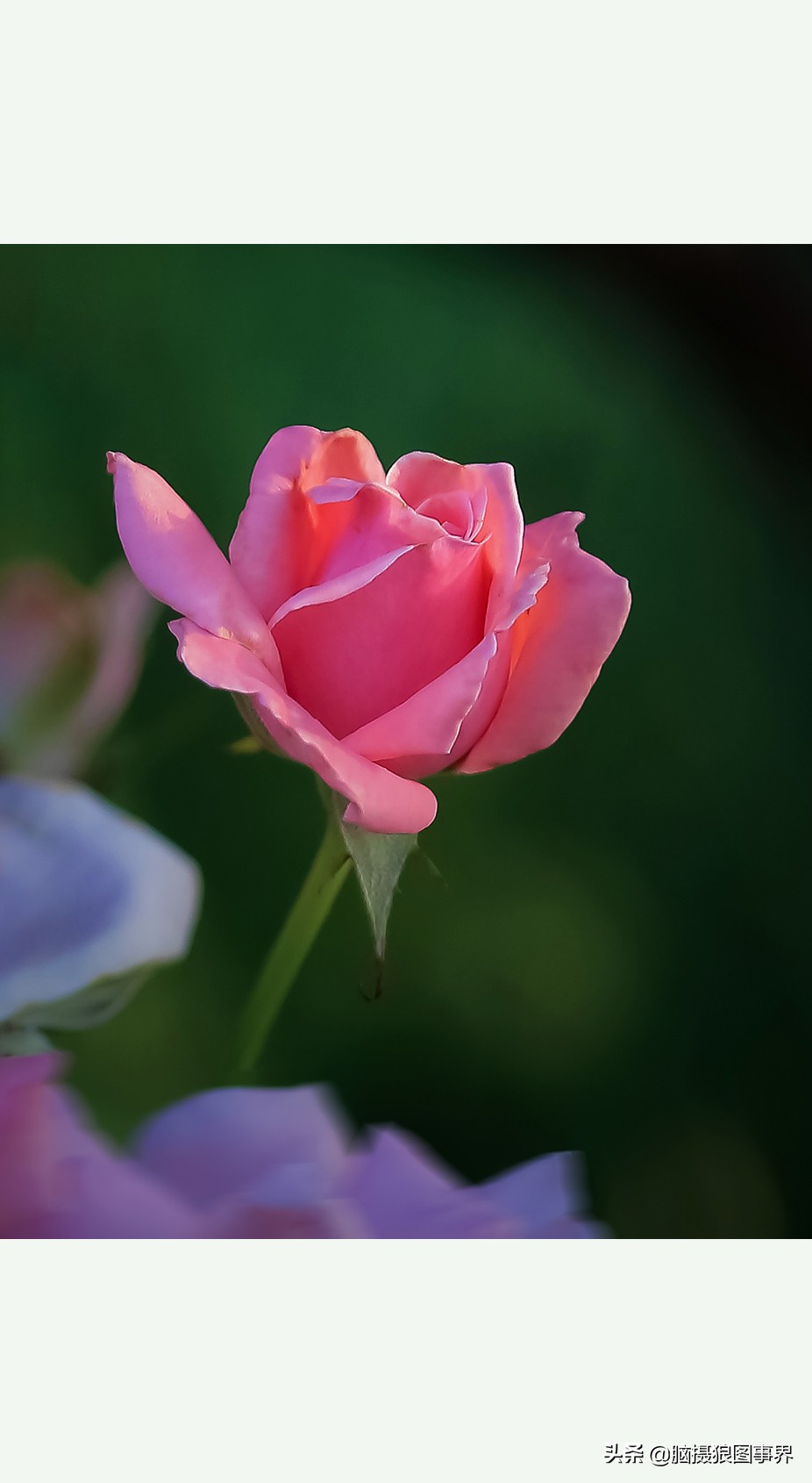 超清玫瑰花唯美图片,高清浪漫玫瑰花照片
