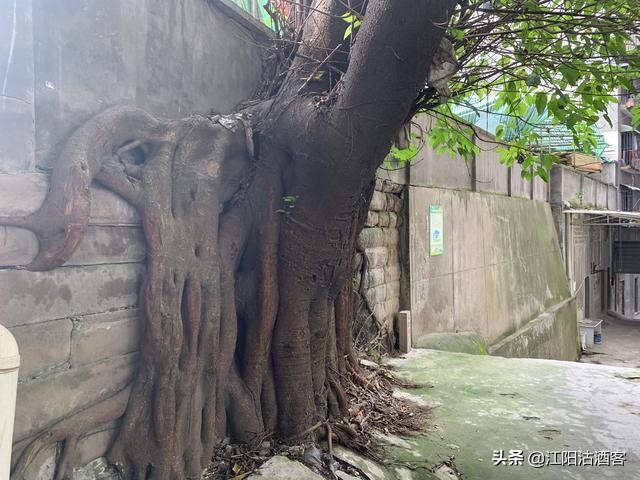 民国泸州那些私家花园，为什么甩今天当地的别墅几条街？