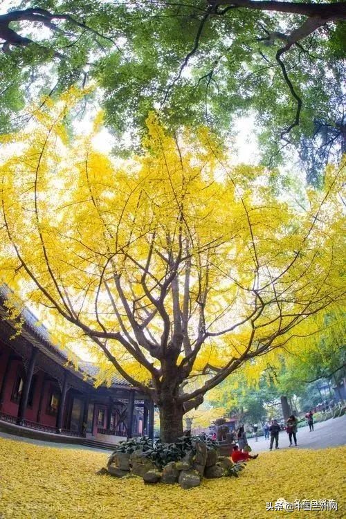 兰州到甘谷绿巨人开通时间,兰州至上海绿巨人