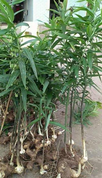 冬季怎样去山里挖鸡头参,农村山野里的鸡头参你认识它吗