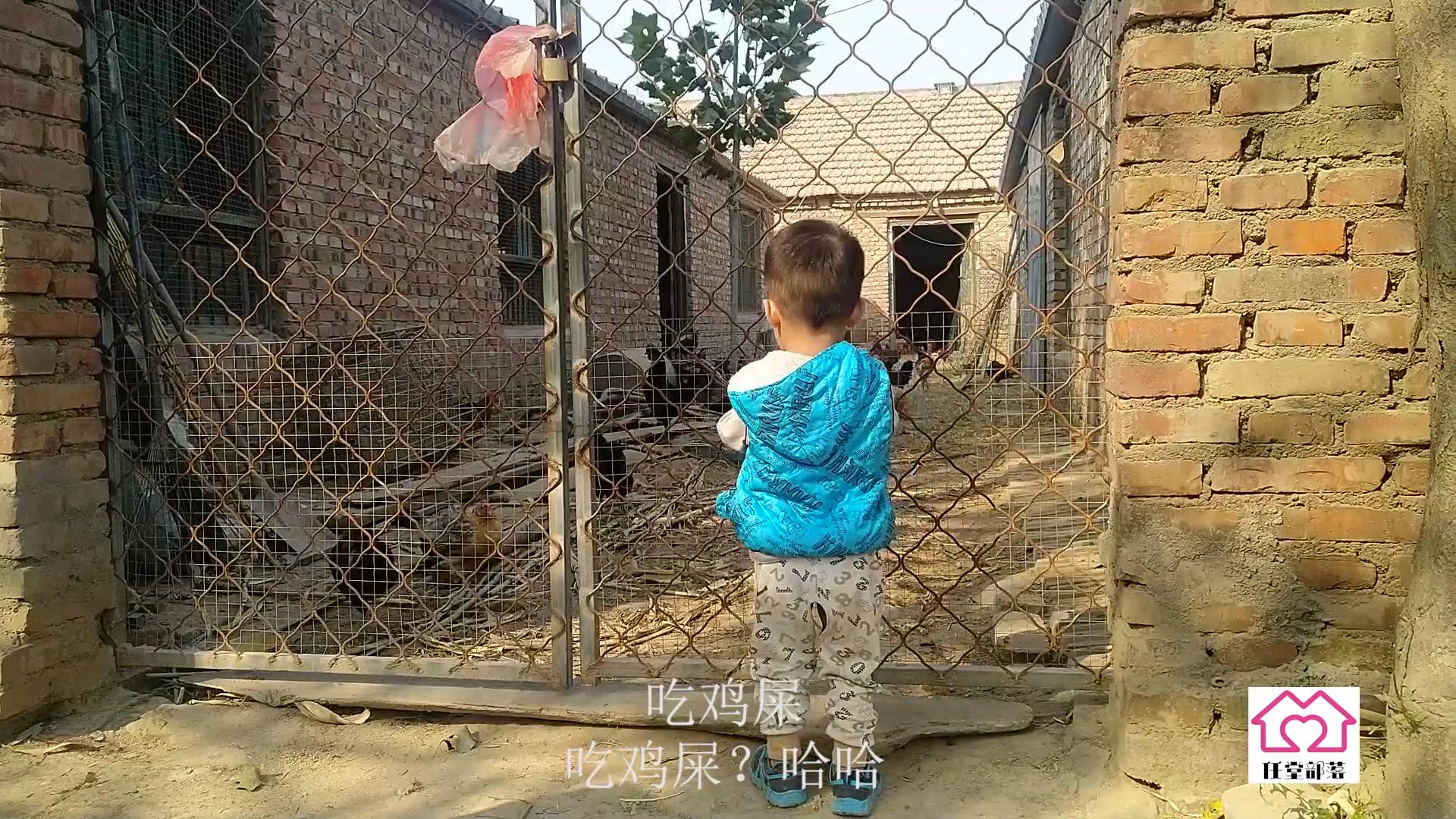 农村地里养殖柴鸡,大叔在农村养一万只芦花鸡