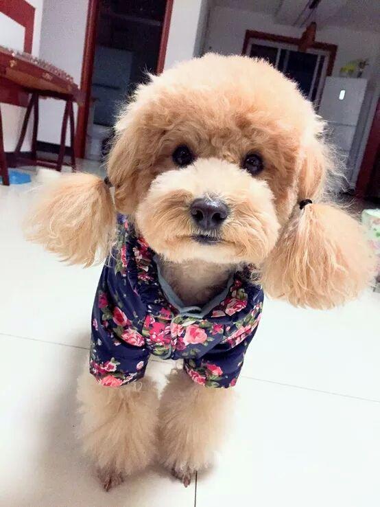 怎样挑选适合泰迪的狗粮,怎么挑选正宗泰迪幼犬狗粮