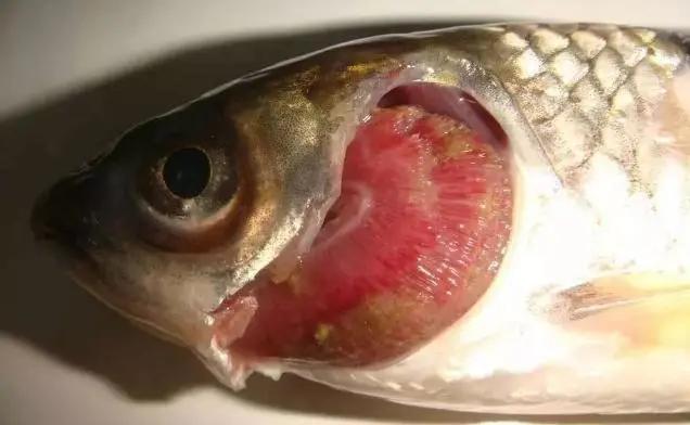 寄生虫病防治措施,寄生虫病如何防治