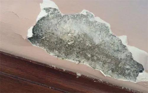 墙面除霉去碱,墙面除碱去霉