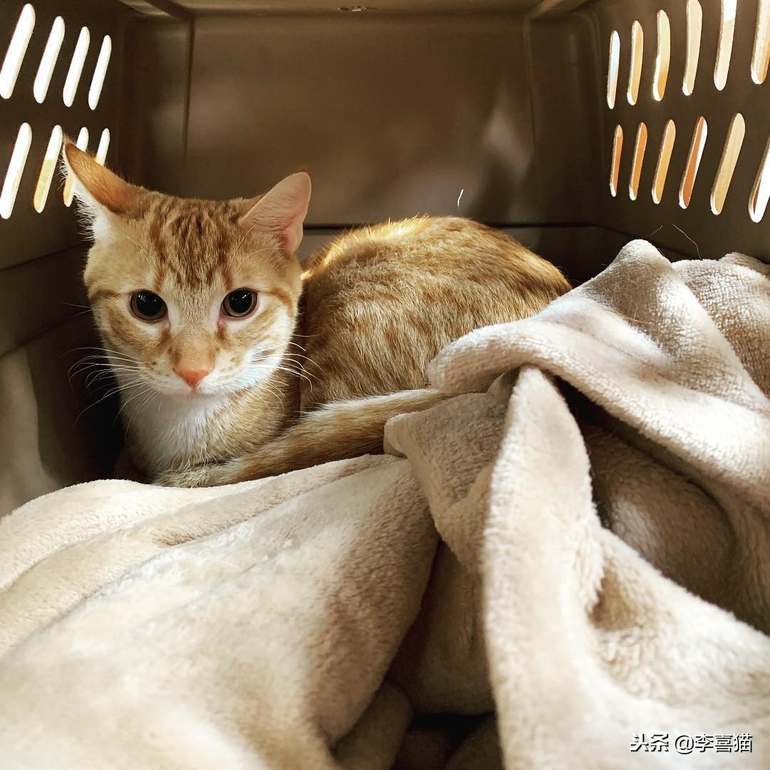 猫咪绝育后为什么不能进食,猫咪绝育后多久不吃东西属于正常