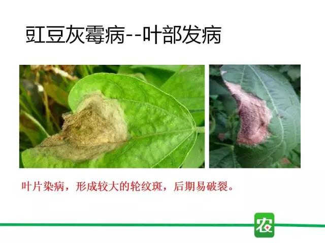 灰霉病视频图片,葡萄灰霉病和草莓灰霉病