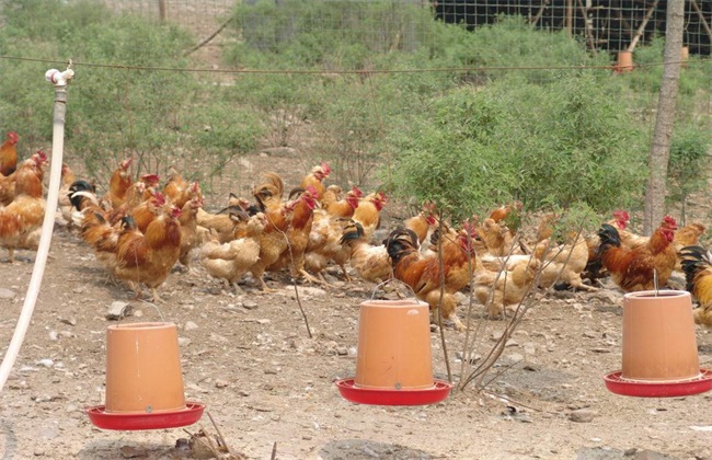 肉鸡养殖现状及发展趋势,肉鸡养殖全过程