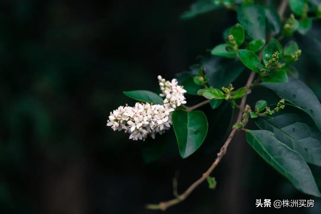 @株洲人：开门见山，推窗听湖，如此生活！（文内暗藏福利）