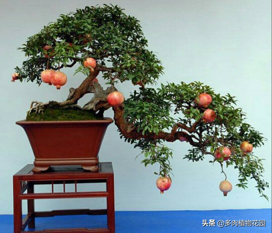 在家种果树苗,在家种植石榴籽