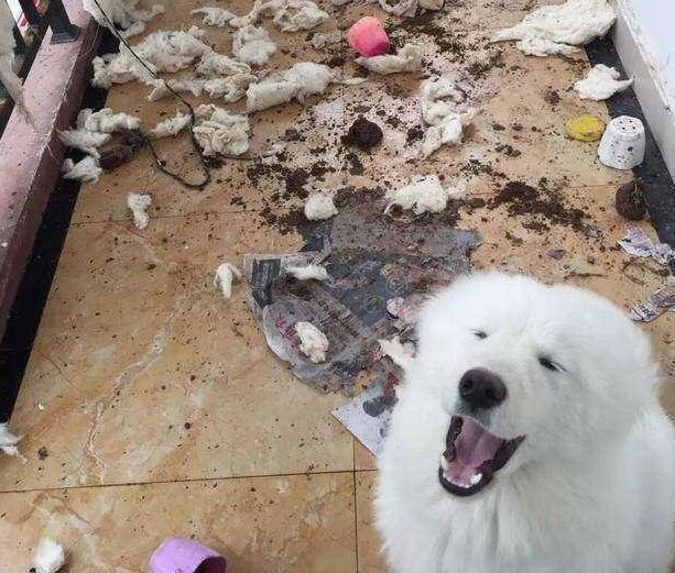 这5种狗狗可谓是拆家王,什么狗狗好养不掉毛不拆家