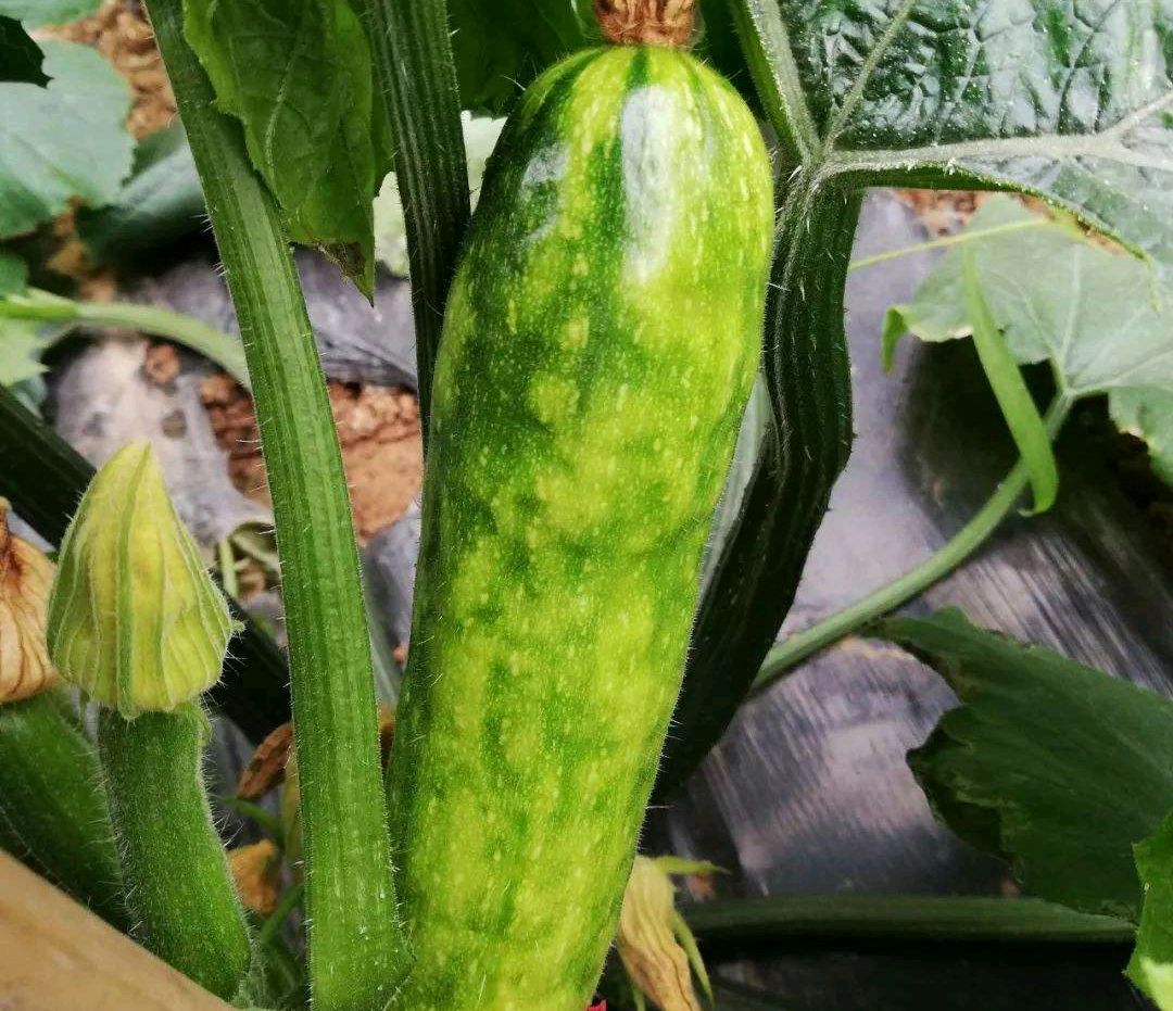 西葫芦病毒病的症状及其防治方法,西葫芦病毒病怎么防治视频