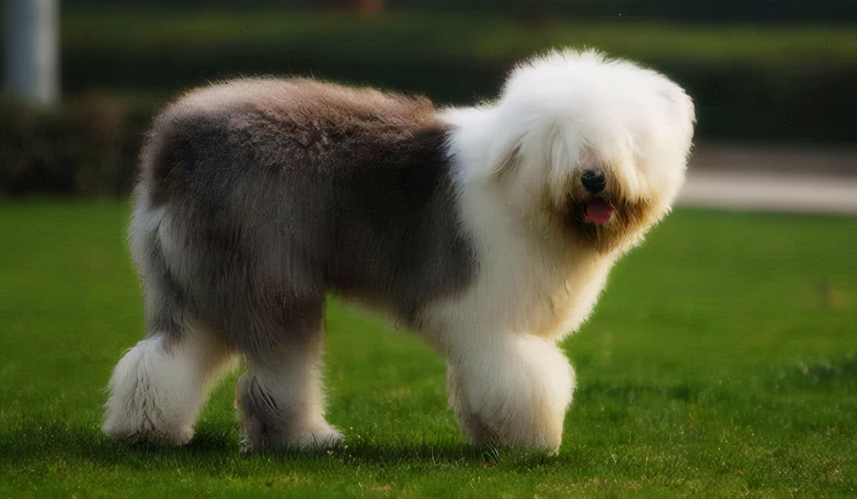 狗狗买什么品种最合适,怎么给狗狗选择宠物狗品种