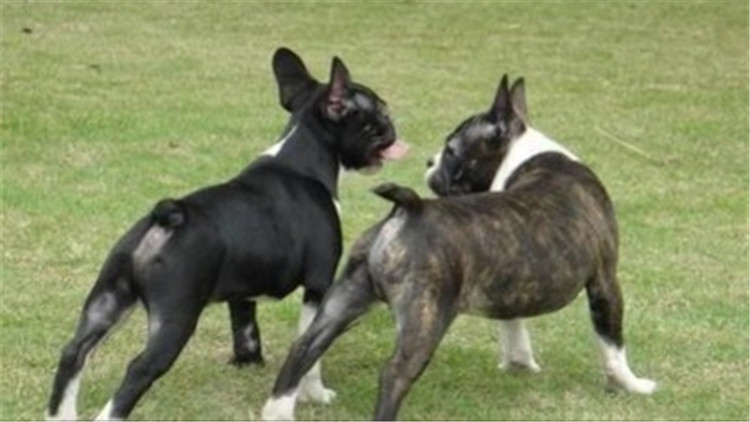 常见的梗犬有什么,梗犬是什么狗