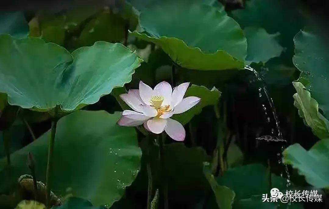 沧海：“优雅”比“优秀”更难