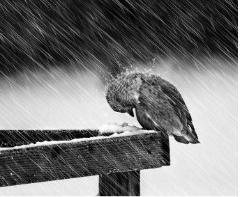 野生的鸟儿该怎么处理,鸟类如何躲避风雨