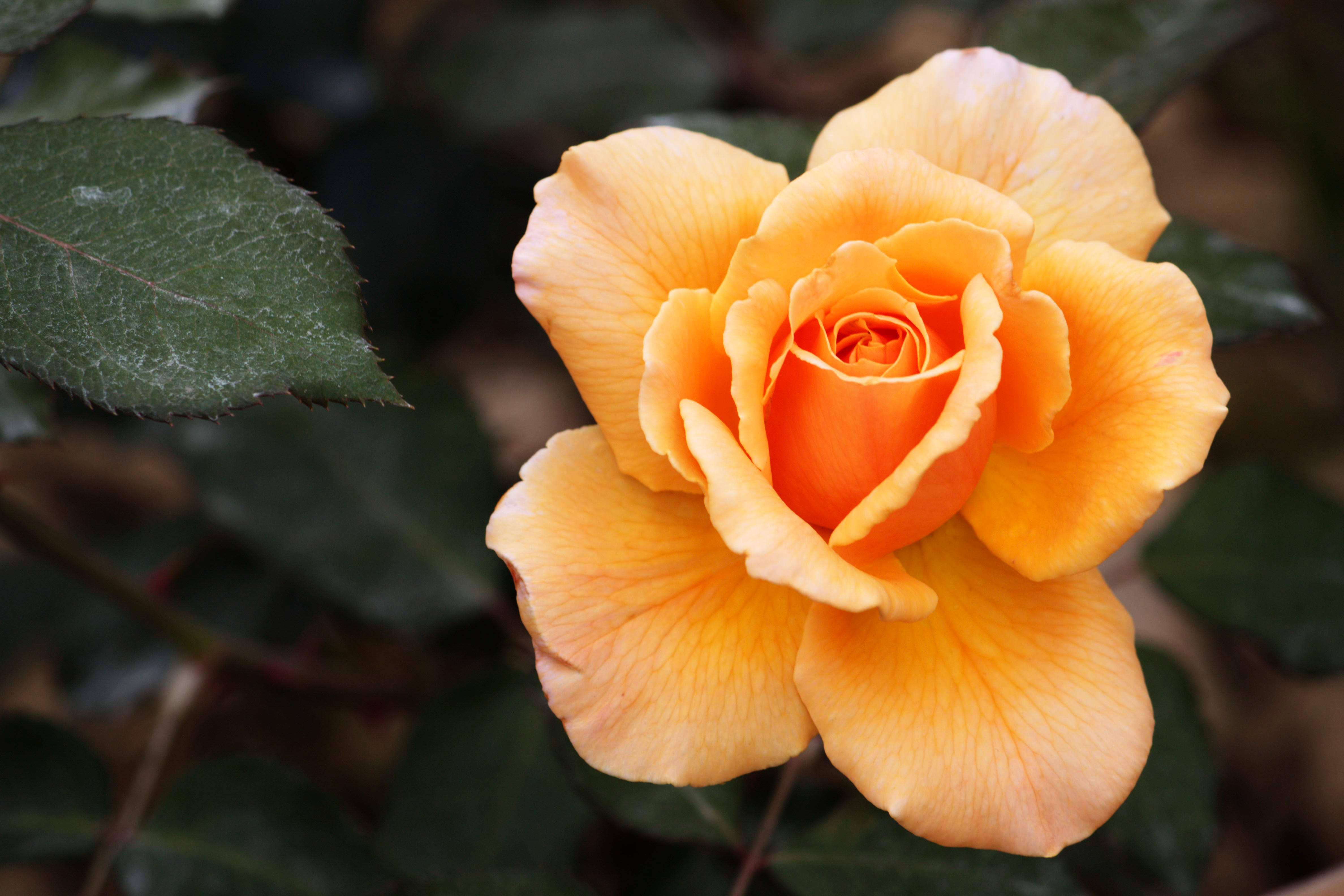 如果你来选择你会选择谁,如果让你来选择国花你会选什么