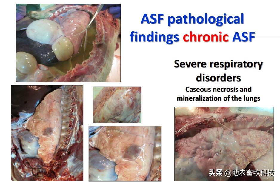 猪场感染疑似慢性非洲猪瘟与混感蓝耳等疾病如何快速净化措施