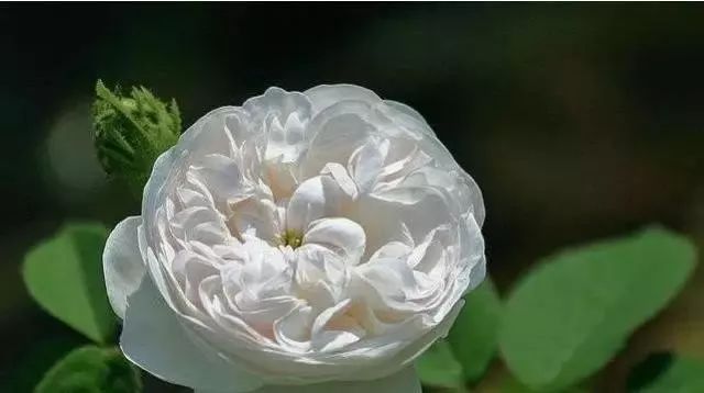 一万年一次的2020520;一起认识100种玫瑰~别送错啊