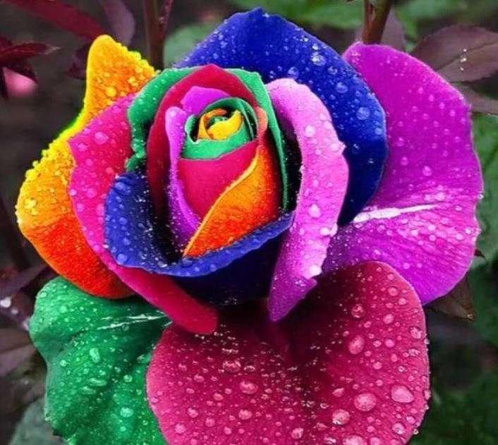 稀奇古怪的花又好看又好养,4种花漂亮又便宜