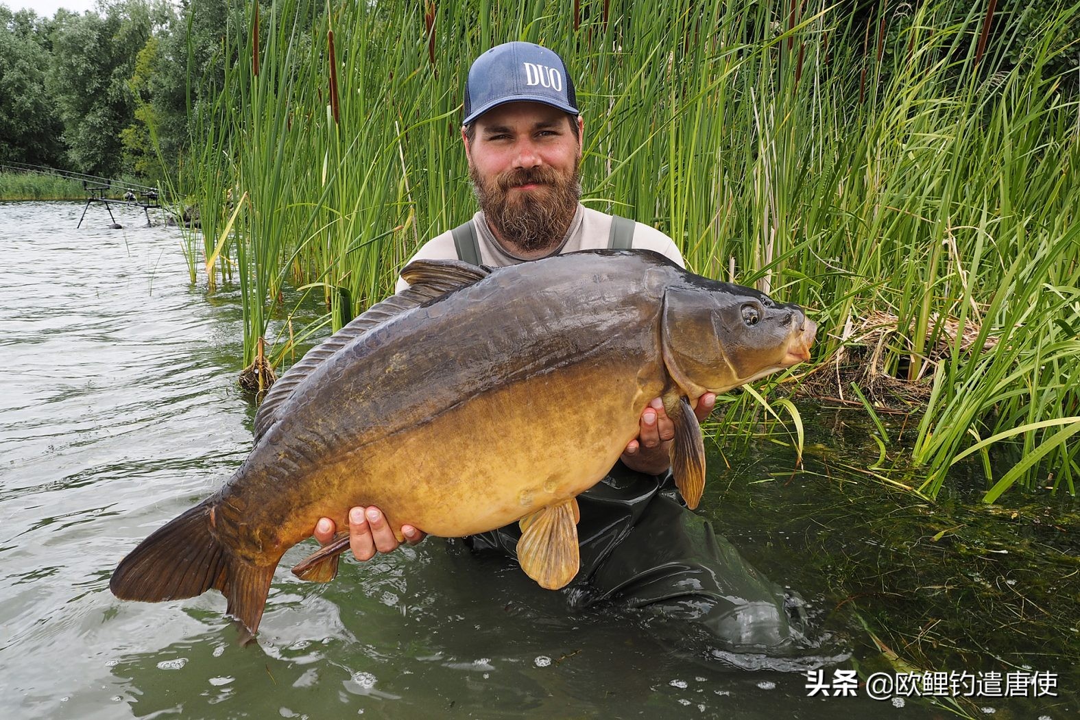 欧鲤钓真正的挂饵方法,欧鲤钓法视频教程大全