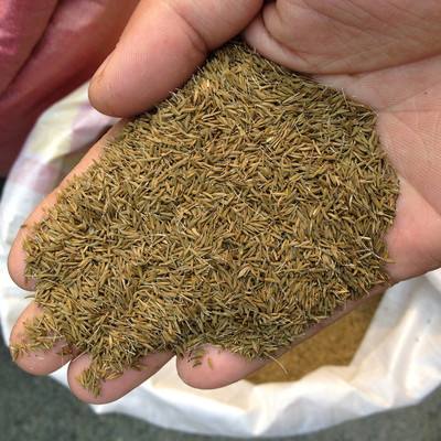 蒲公英人工栽培技术视频,蒲公英优质高产栽培技术