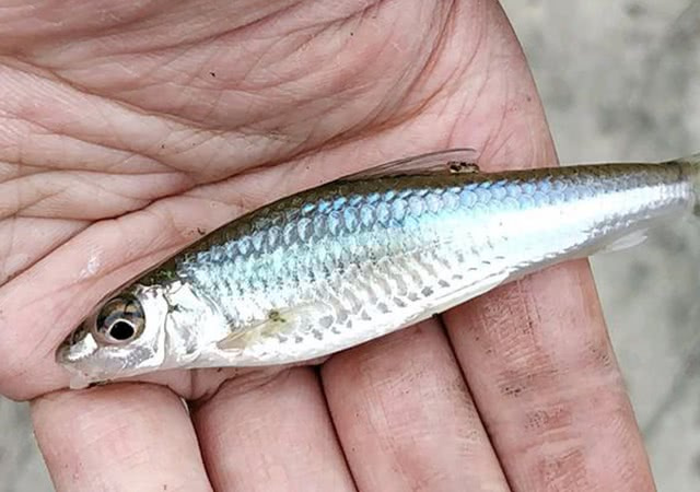 钓麦穗鱼的另类钓法,钓鲫鱼怎么规避麦穗鱼