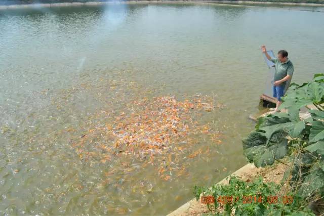 湖南最好的锦鲤养殖基地,湘潭锦鲤养殖