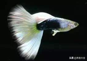 热带观赏鱼病了放什么药,热带观赏鱼最耐养不易死的鱼