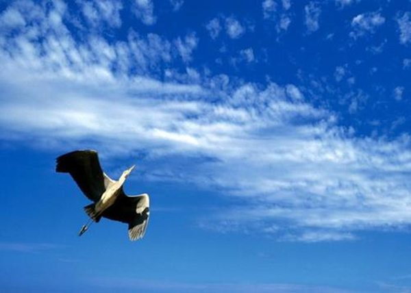 唐朝十大诗人名篇,唐代诗人的千古名句及赏析