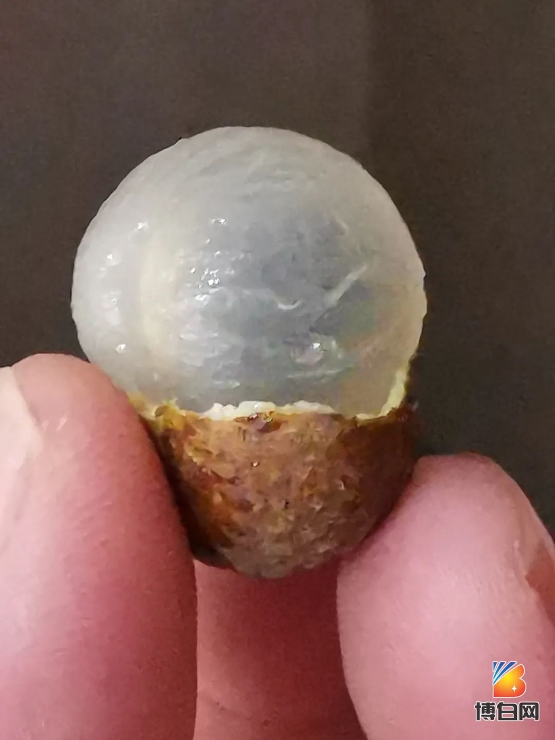 活久见！快成精了？博白发现明朝古树，至今600多年