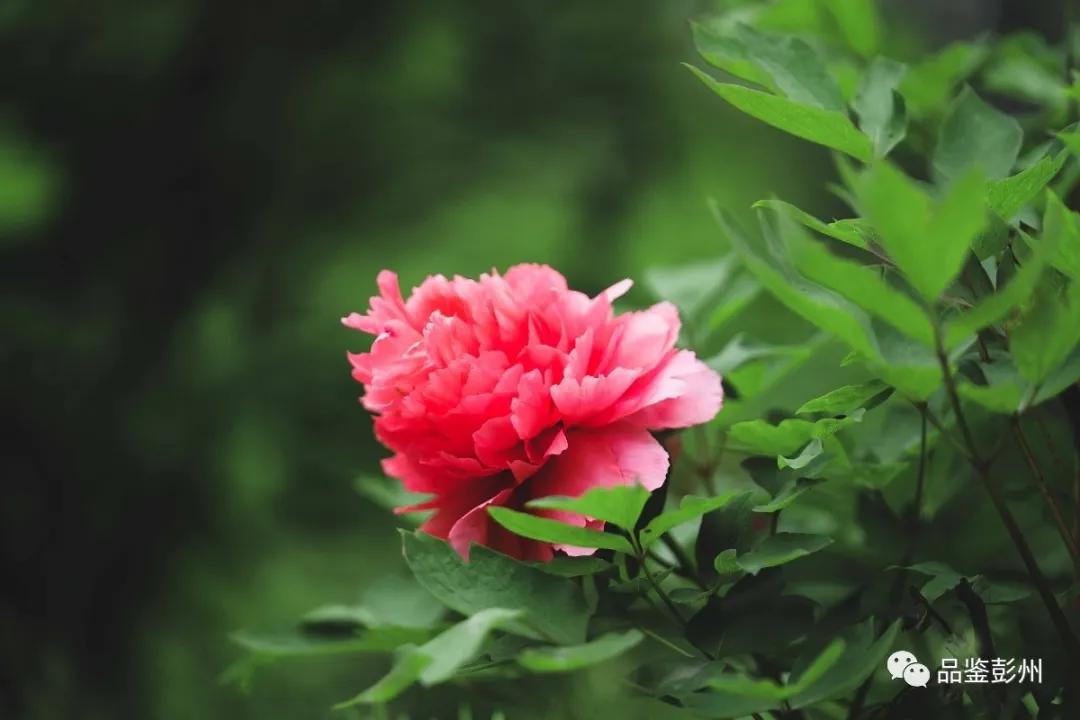 牡丹花开惹人醉鸟语花香,牡丹花开国色天香惹人醉