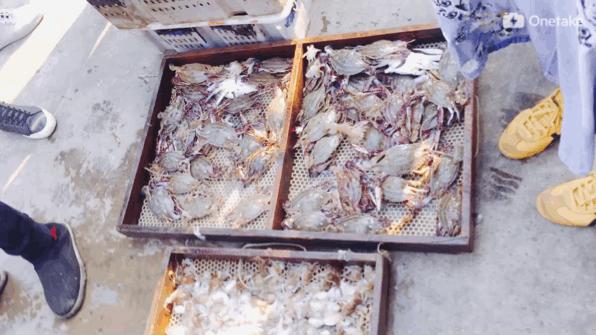 秦皇岛买海鲜去哪里,秦皇岛哪里买出海回来的海鲜