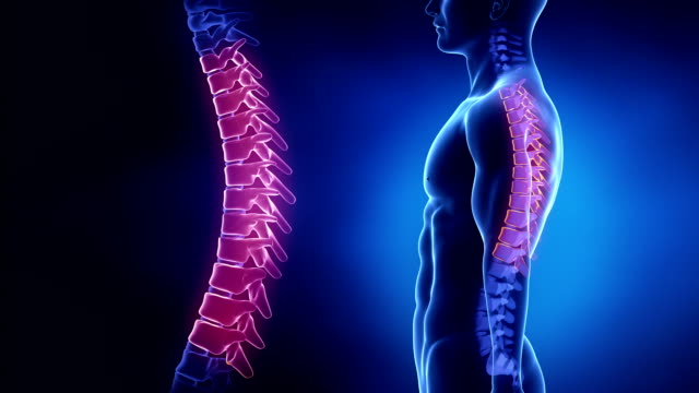 健身中如何矫正驼背圆肩?4个动作轻松恢复正常体态