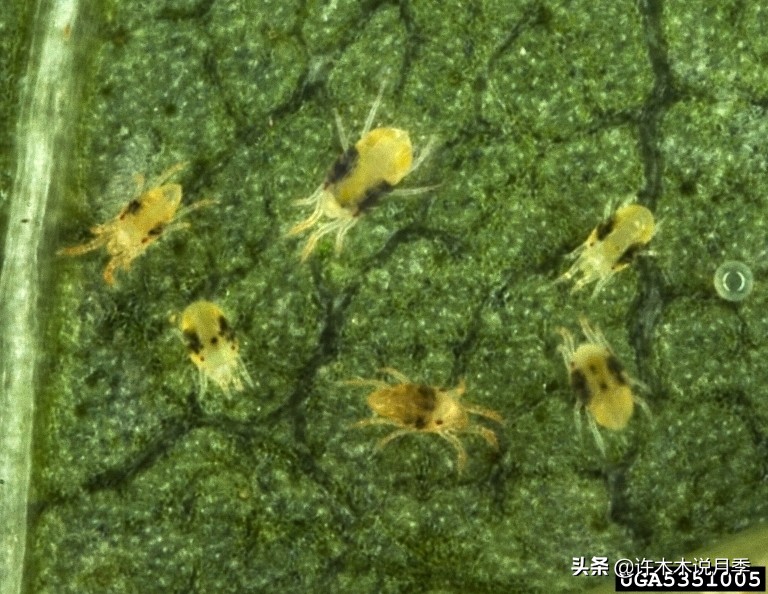 月季病害高清图,12种月季常见病害图解