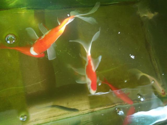 观赏鱼的胸鳍和尾鳍充血怎么治疗,观赏鱼尾鳍被咬掉怎么恢复