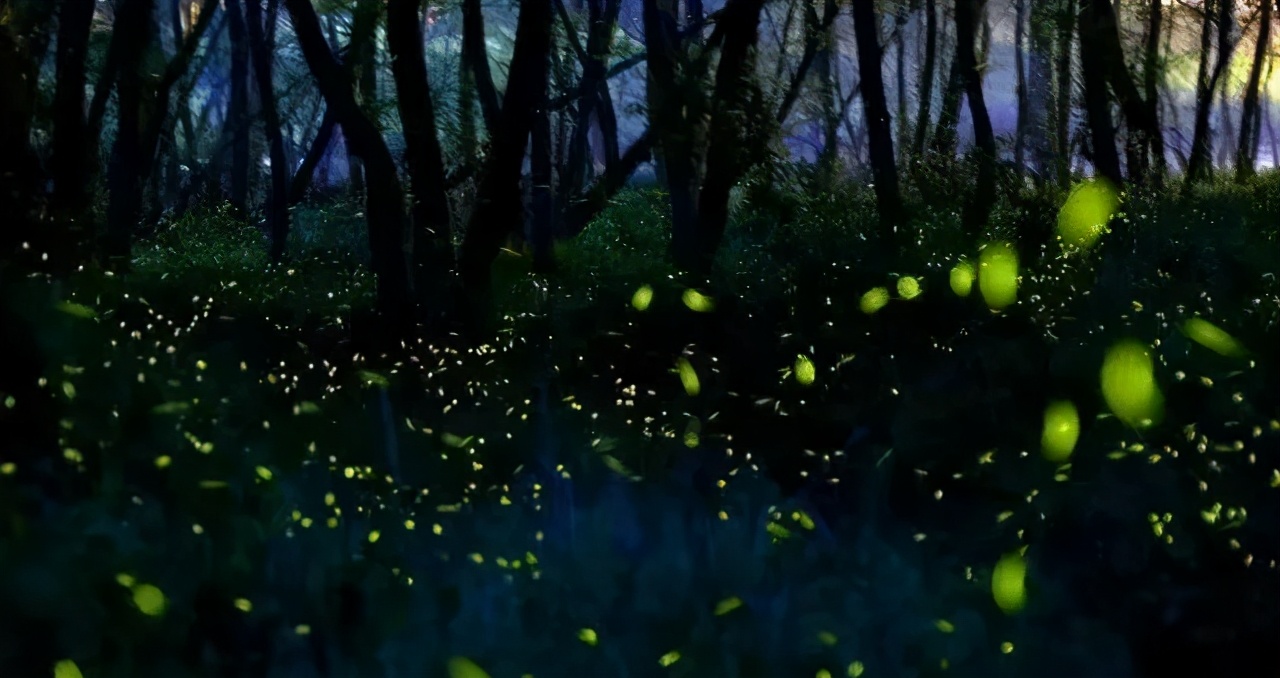 丽水上热搜,浙江丽水现萤火虫星海