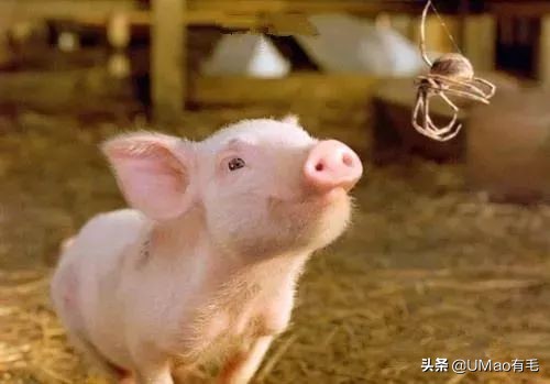 只刷啥是佩奇！那些被夺去猪年C位的小可爱你忘了吗？！