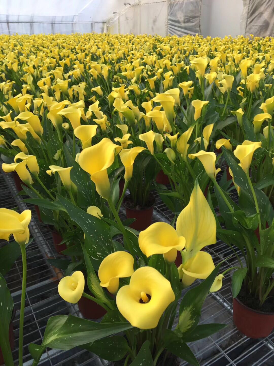 马蹄莲开花技术,让马蹄莲爆盆式开花